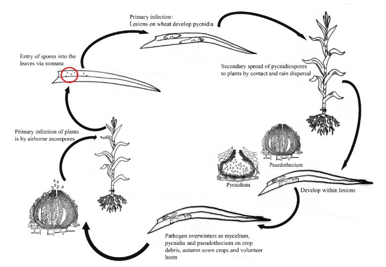 Figure 53